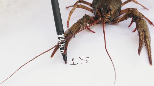Crayfish write the word STOP