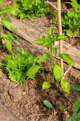 Potager - cultures associées - Salade et Poivron