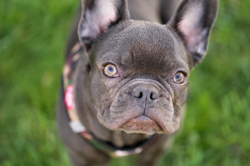 english bulldog on a green background