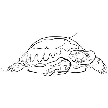 Turtle one line drawing. Sea Turtle Vector Illustration