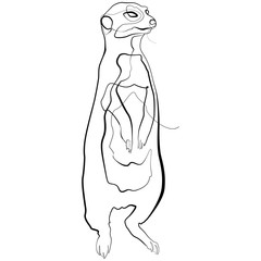 Meerkat one line drawing. Line Art Animal Vector Illustration