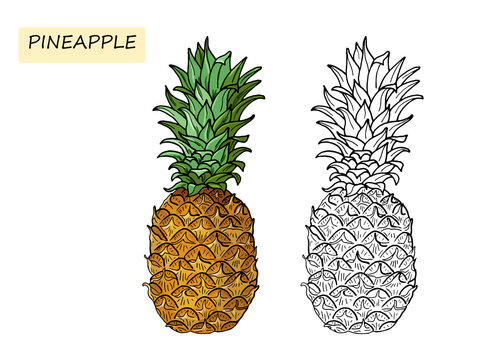 Pineapple.Coloring book for kids. Summer tropical food for healthy lifestyle.Whole fruit.Vector hand drawn illustration.Isolated sketch on a white background.
