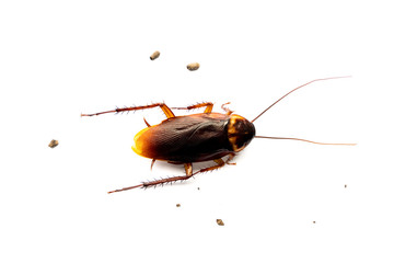 cockroaches on white background