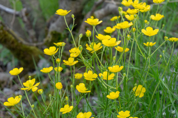 The beauty of the flowers. beautiful flowers