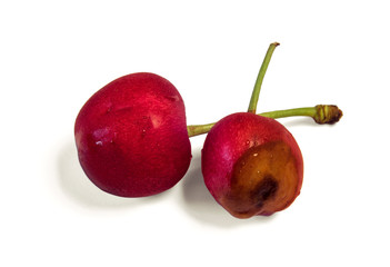 Rotten sweet cherry from the fridge, spoiled fruits. Isolated on white background. Moldy red berry. Drops of condensation on the skin. Food poisoning.