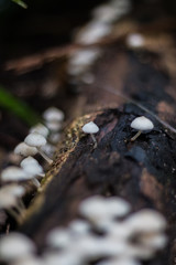 mushroom forest