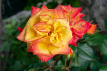 The beauty of the flowers. beautiful flowers