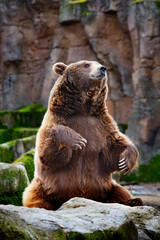 Obraz premium brown bear in the zoo