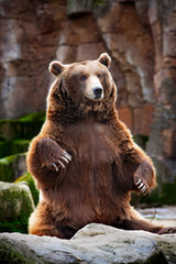 brown bear