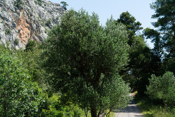 The island of Hvar