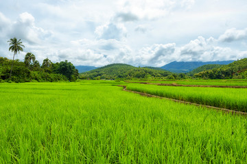 Beautiful terrace rice fields in Mae chaem, Chaing Mai, Thailand, background.
