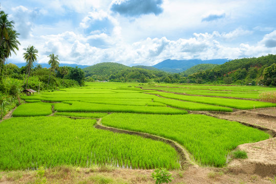 Beautiful terrace rice fields in Mae chaem, Chaing Mai, Thailand, background.