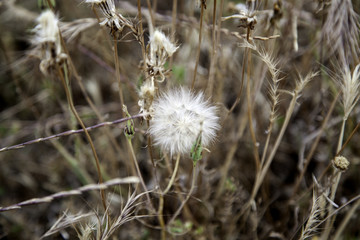 Dandelion plant