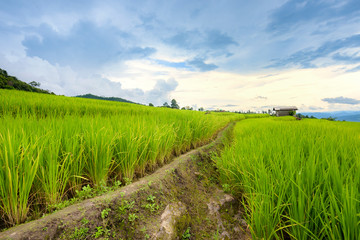 Obraz premium Beautiful terrace rice fields in Mae chaem, Chaing Mai, Thailand, background.