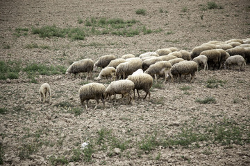 Sheep grazing field