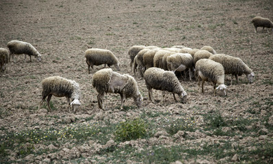 Sheep grazing field