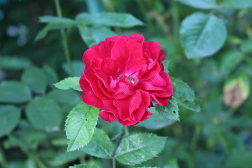 Pink rose blossom in the garden