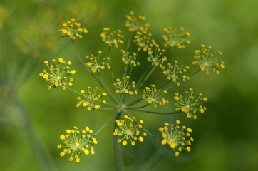 green background with flowers