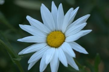 daisy on green background