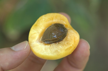 Malatya apricot. photographed with close-up technique