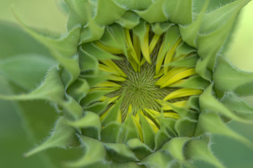 closeup of yellow flower