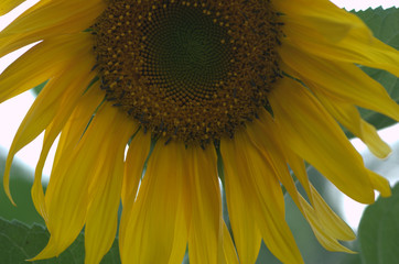 sunflower on black background of blue sky