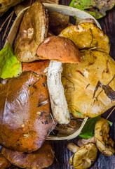 edible mushrooms on the table