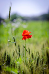 poppies in the field