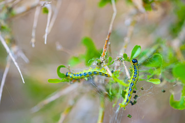 Closeup of box tree moth caterpillar on green leaves and white cobwebs, taken with shallow depth field.
