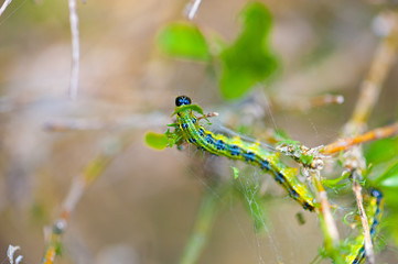 Closeup of box tree moth caterpillar on green leaves and white cobwebs, taken with shallow depth field.