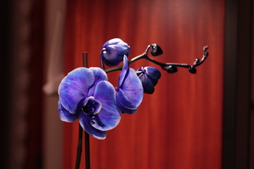 Orchidea