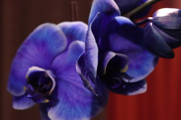 Orchidea