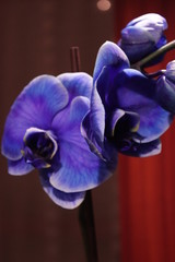 Orchidea
