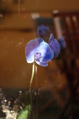 Orchidea