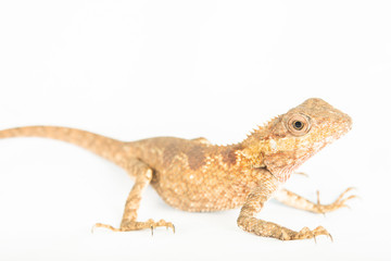 Chameleon and eyes looking for a camera