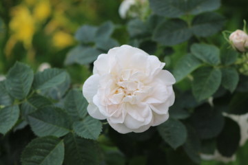 Fragrant elegant roses bloom in the garden