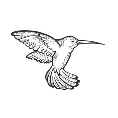 Humming bird animal sketch engraving vector illustration. Scratch board style imitation. Hand drawn image.