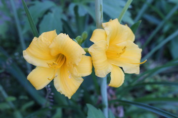 Beautiful scented lilies bloom in the garden. Natural beauty.