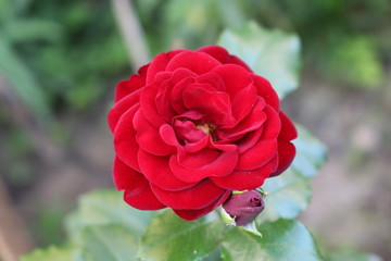 Red roses blossom in the garden
