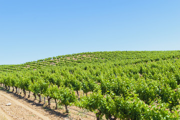Fototapeta na wymiar Vineyards in Rueda, Spain. Spanish vineyard landscape