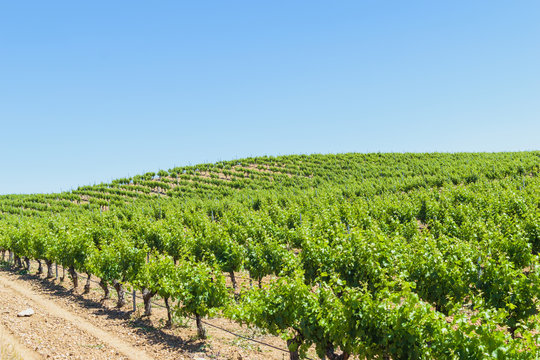 Vineyards in Rueda, Spain. Spanish vineyard landscape