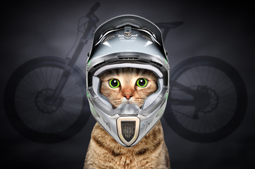 Cat in cycling helmet on the background of the silhouette of a bicycle