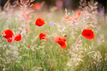 Blühender Klatschmohn auf einer Wiese