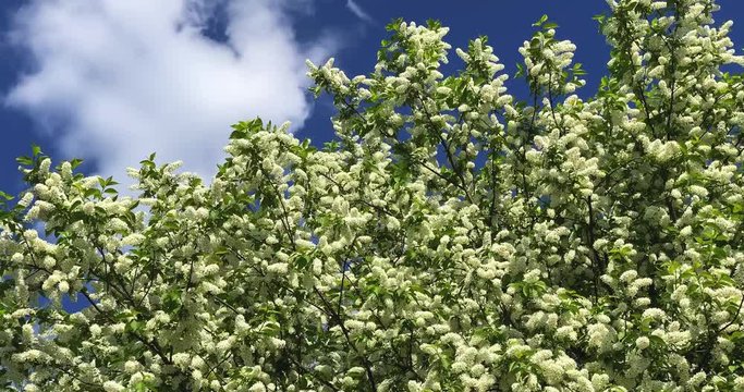 Blooming bird cherry tree waving on the wind, 4K.