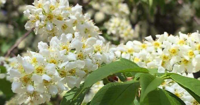 Blooming bird cherry tree waving on the wind, 4K.