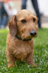 Portrait of a dachshund, wire-haired, with a collar, for a walk in the park