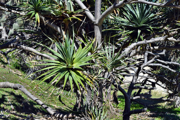 Tropical plant Pandanus tectorius at Noosa National Park