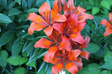 Fototapeta na wymiar Beautiful scented lilies bloom in the garden. Natural beauty.