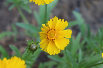 Yellow flowers blossom in the garden 