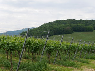 Weinanbau in Baden